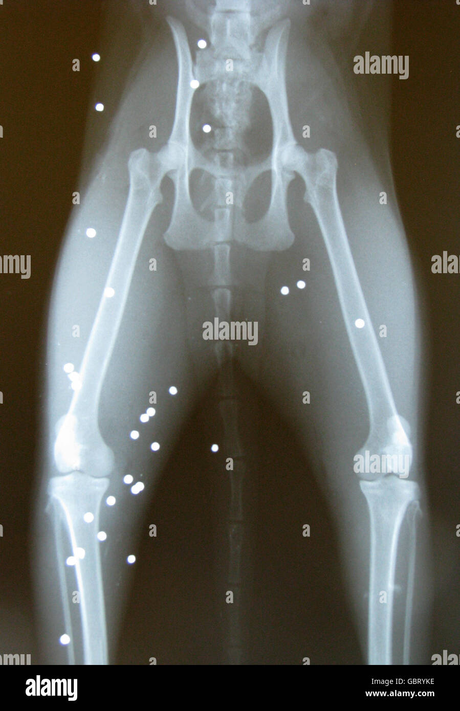 Immagine a raggi X che mostra palline di fucile nel corpo di Rosie il gatto che è sopravvissuto dopo essere stato blasted da un attaccante sconosciuto. Foto Stock