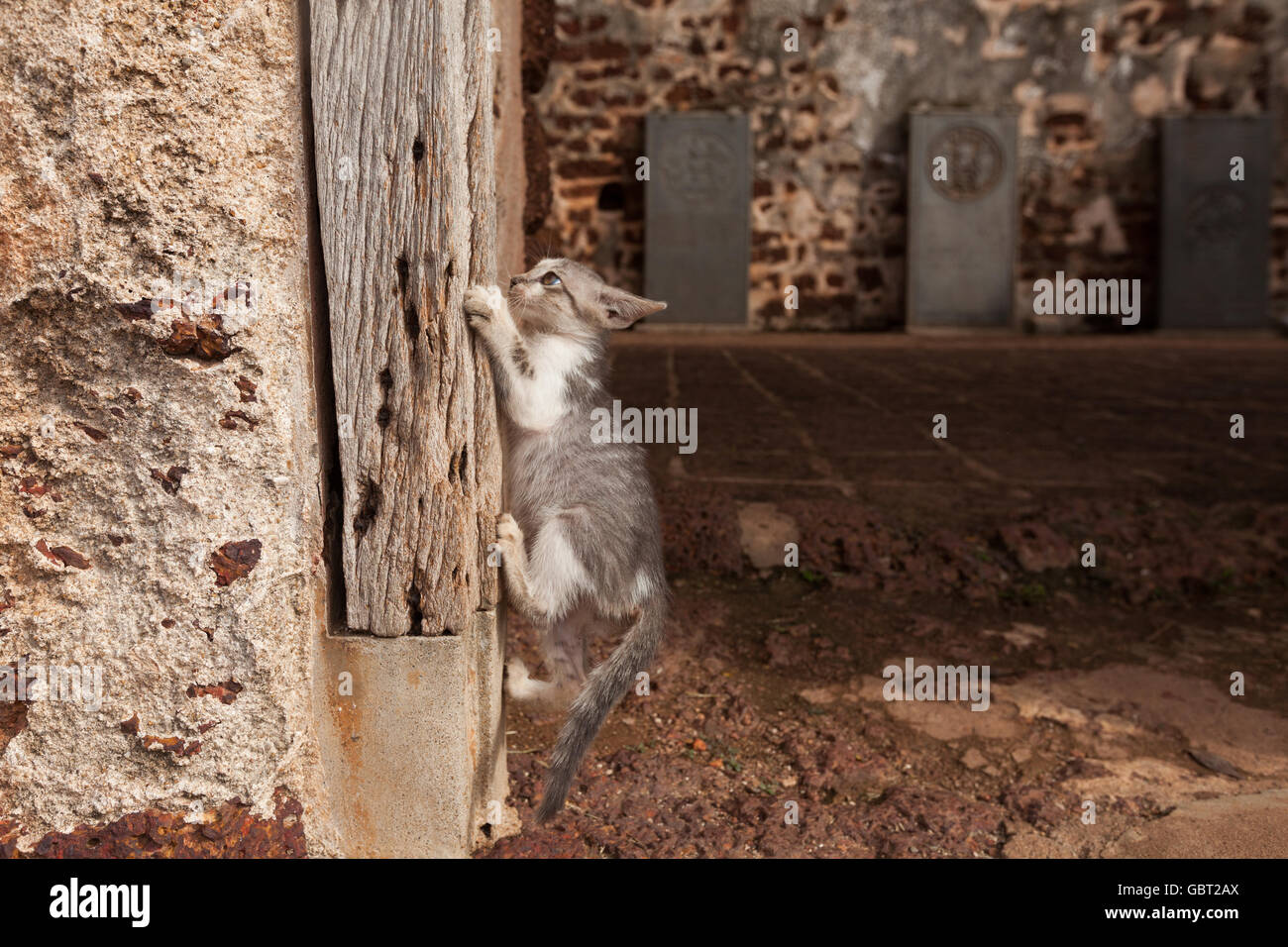 Un gattino sta imparando a salire su una vecchia colonna di legno presso la chiesa di San Paolo, Meleka, Malesia Foto Stock