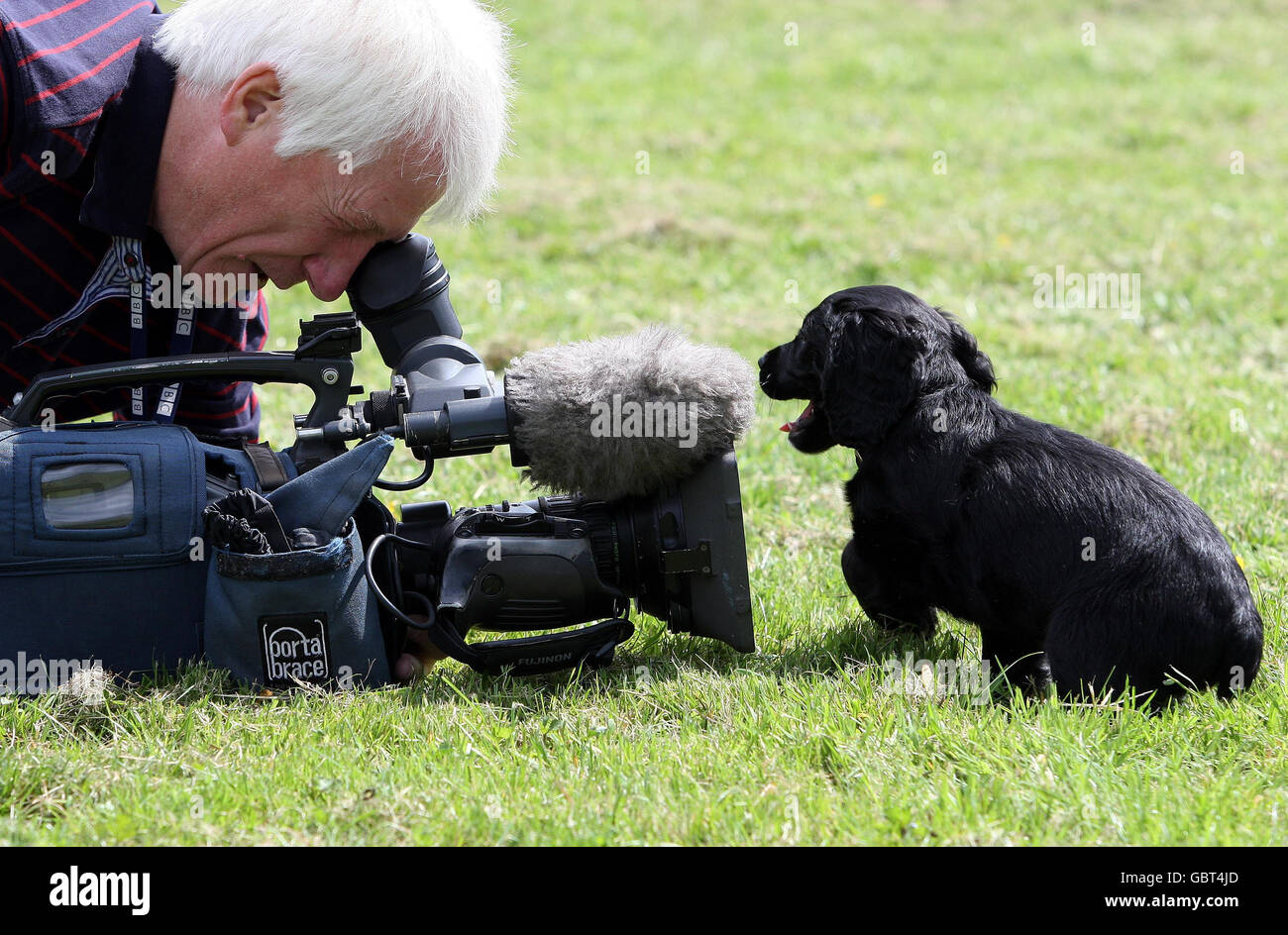 Rame un Cocker Spaniel di nove settimane indaga un microfono della macchina fotografica della TV durante una fotocellula dove lo spaniel è stato consegnato alla carità, cancro & cani di biosicurezza dalla polizia di Strathclyde al centro di addestramento del cane della polizia scozzese, Pollock Country Park. Foto Stock