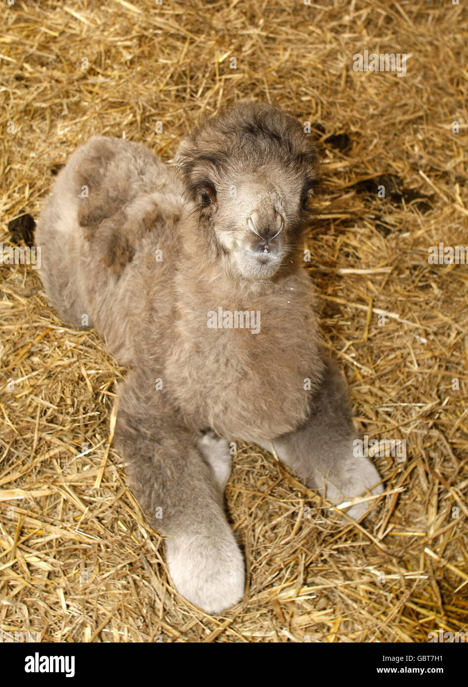 Un baby cammello ancora senza nome che è stato un arrivo inaspettato per il personale al Knowsley Safari Park il 7 giugno 2009. Foto Stock