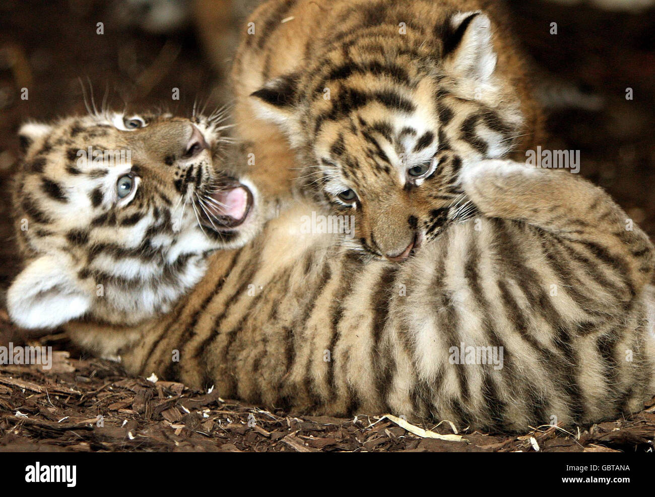 Due dei tre nuovi cuccioli di tigre Amur, ancora senza nome, dopo che sono nati il 11 maggio all'Highland Wildlife Park di Kingussie, vicino ad Aviemore. Foto Stock