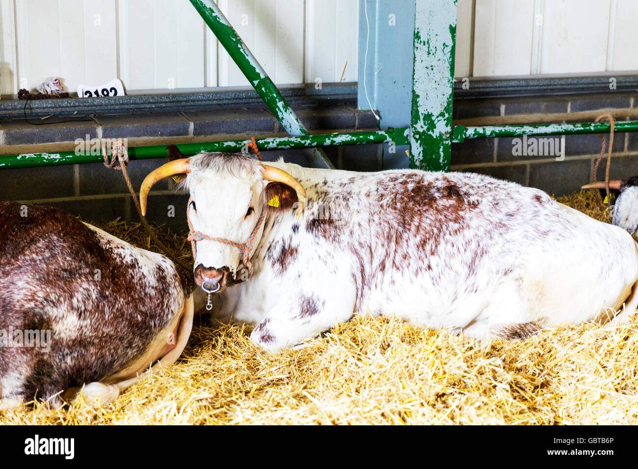 Lincolnshire longhorn cow vacche bovini in fienile marrone e bianco razza di bovini da carne REGNO UNITO Inghilterra GB Foto Stock