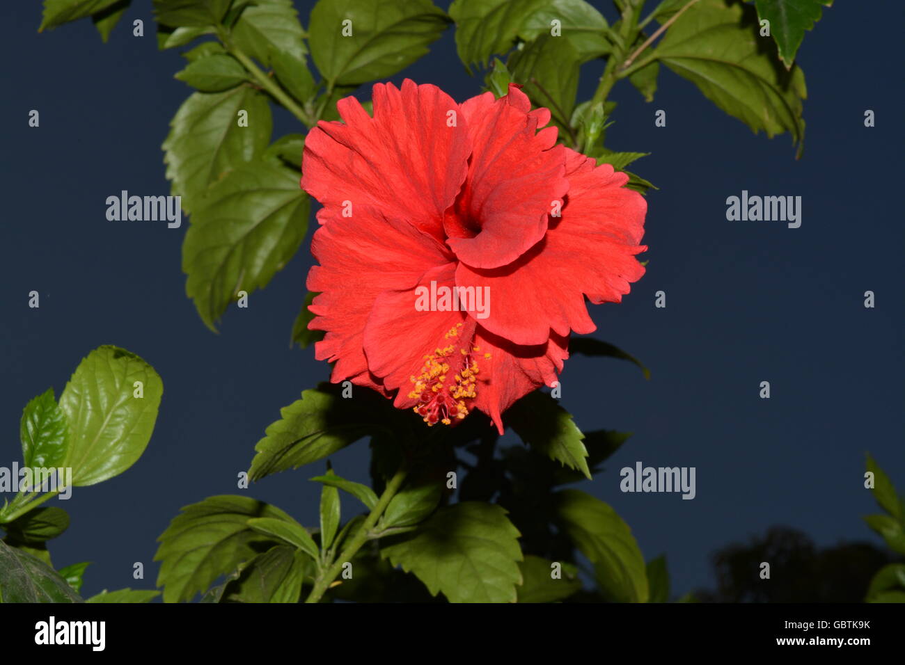 Close up di rosso fiori di ibisco Foto Stock