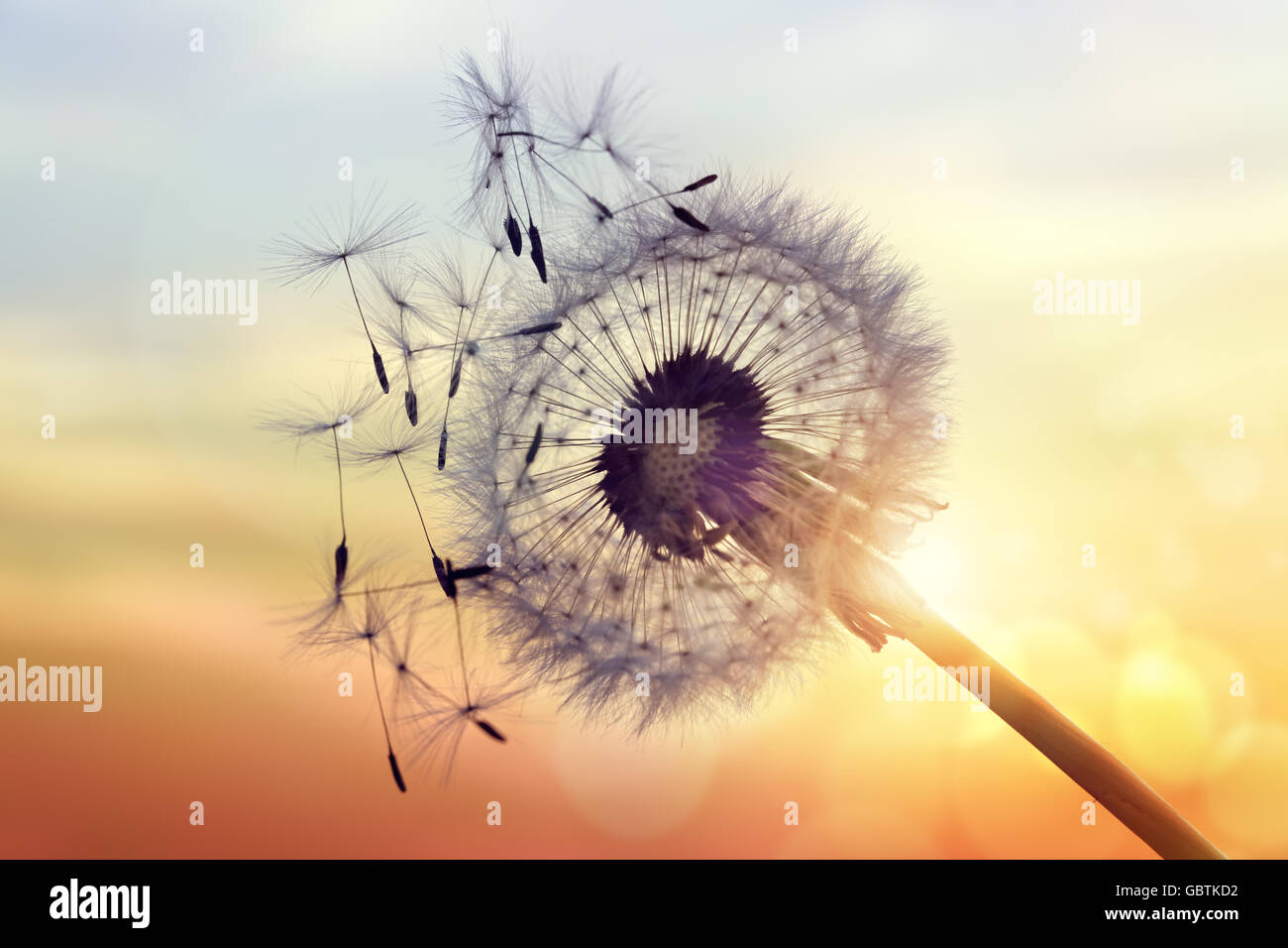 Tarassaco silhouette contro il tramonto Foto Stock