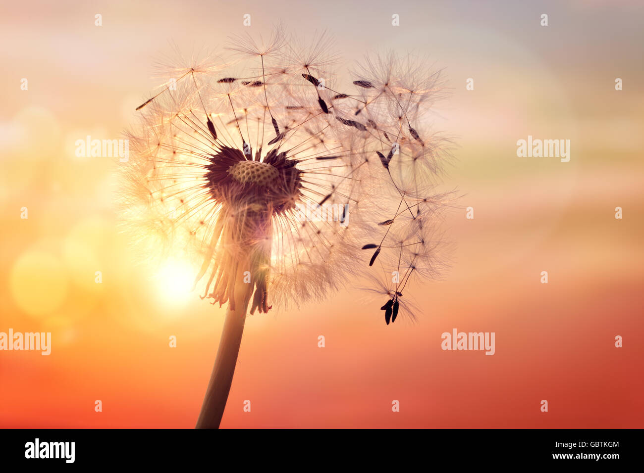 Tarassaco silhouette contro il tramonto con semi al vento Foto Stock
