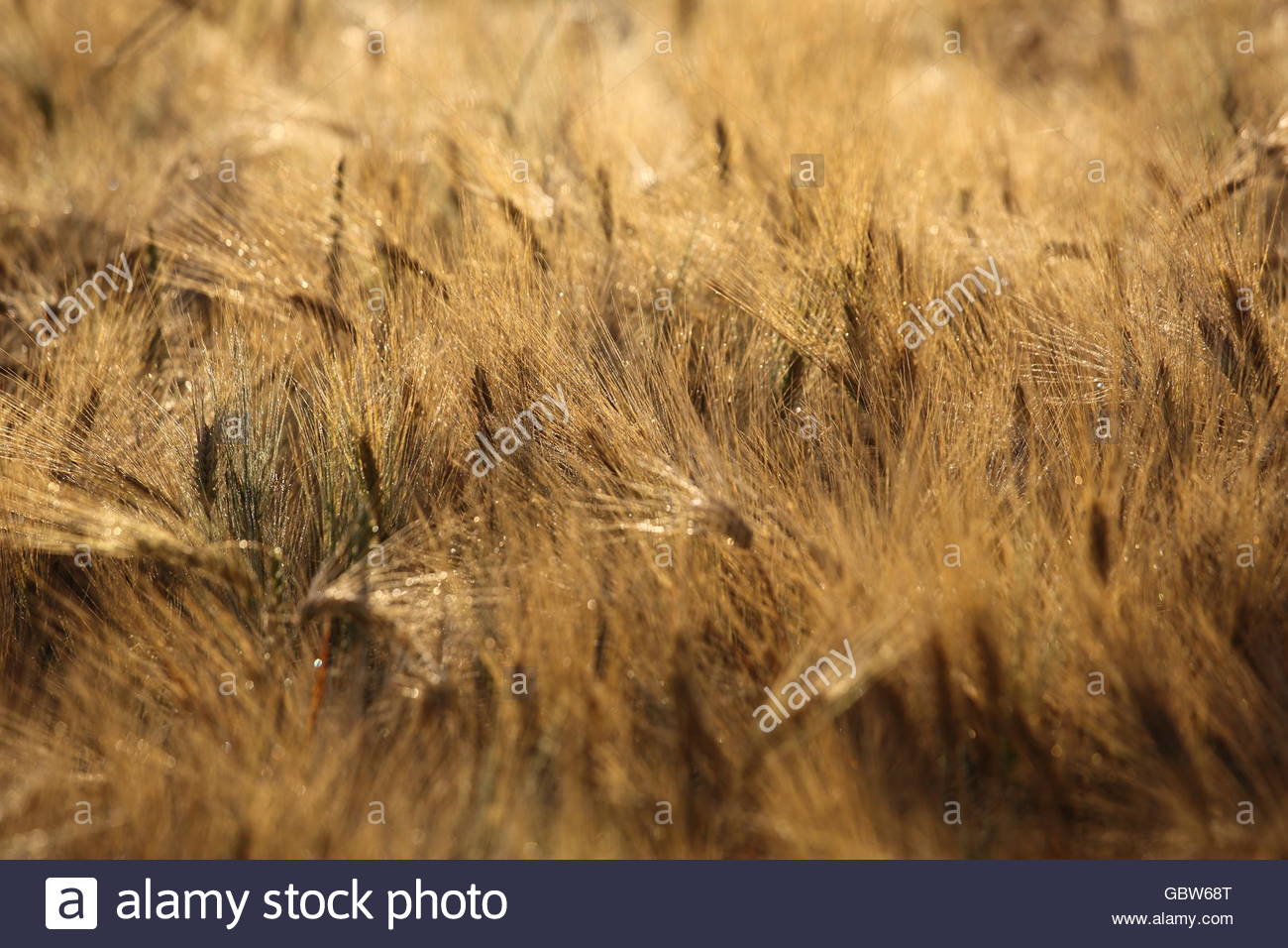 Un campo di grano in maturazione sole mattutino in Germania Foto Stock