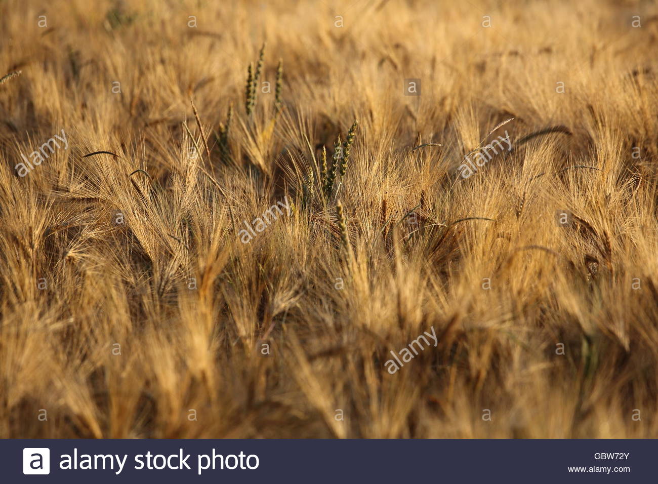 Un campo di mais di maturazione in Baviera, Germania Foto Stock