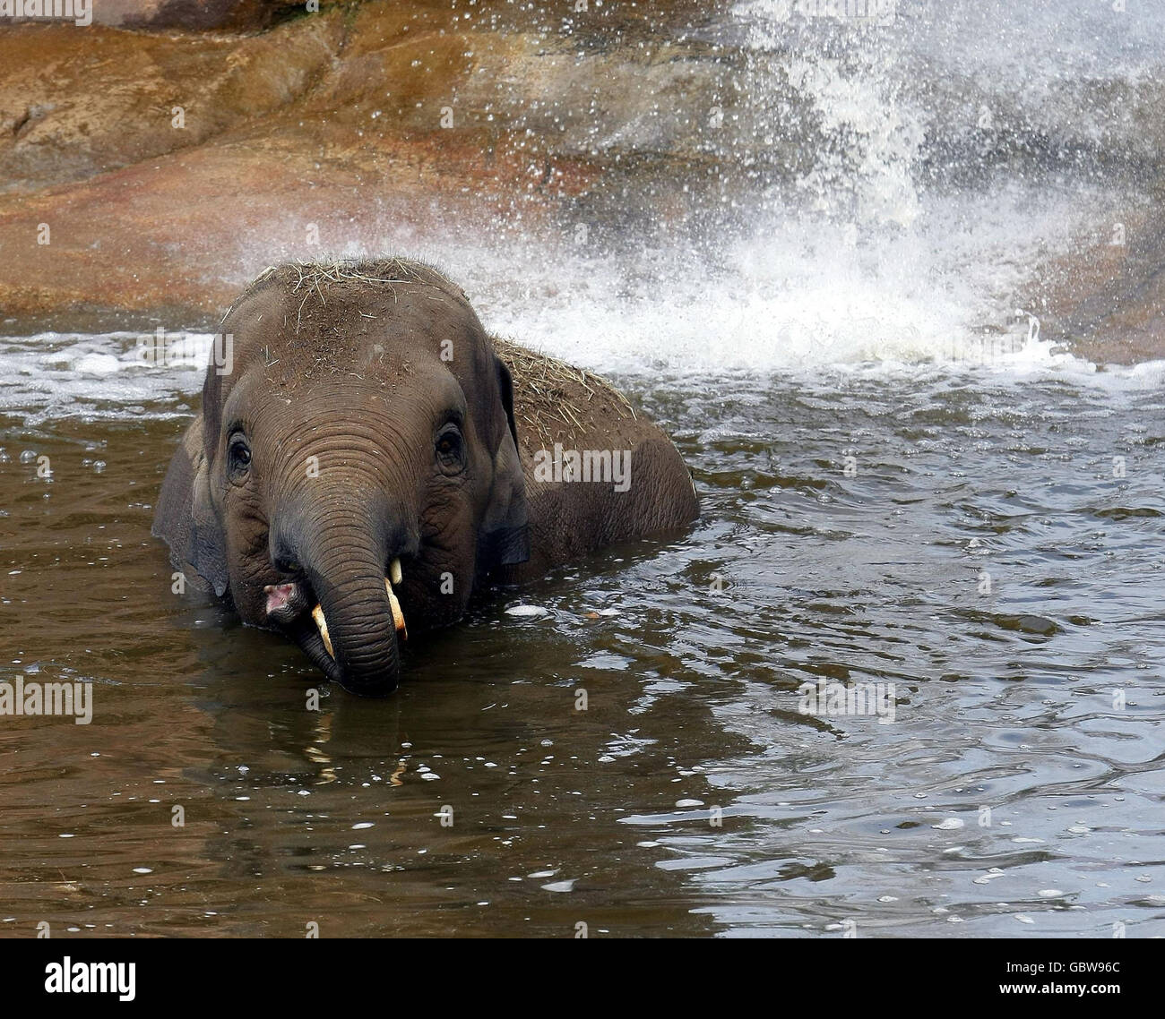 Un bambino elefante si raffredda nelle temperature calde bagnando nella piscina dello zoo di Chester. Foto Stock