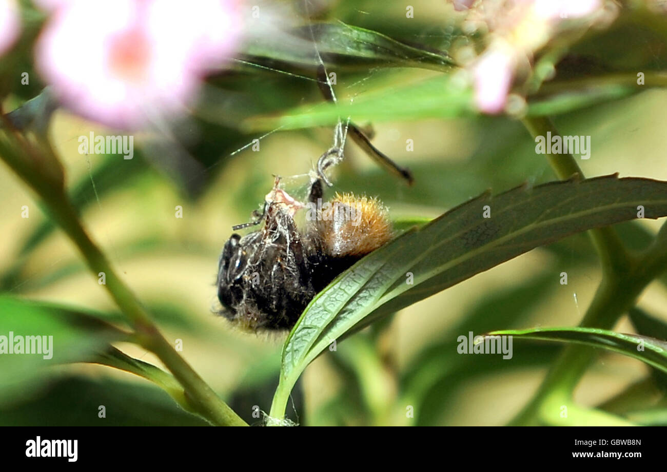 Scorte generali - Bee. Un'ape morta avvolta nella seta di un ragno è vista sui fiori in un giardino a Clapham, Londra Foto Stock