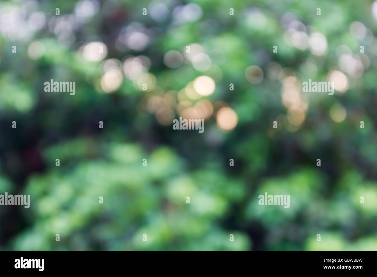 Luce incandescenza colpo sognante albero naturale bush bokeh di fondo e la luce del sole in una meravigliosa atmosfera romantica di San Valentino sfondo morbido Foto Stock