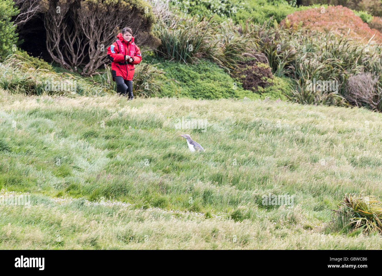 Giovani femmine Expedition nave passeggeri osservando un giallo eyed penguin, Enderby Island, isole di Auckland, Nuova Zelanda Foto Stock