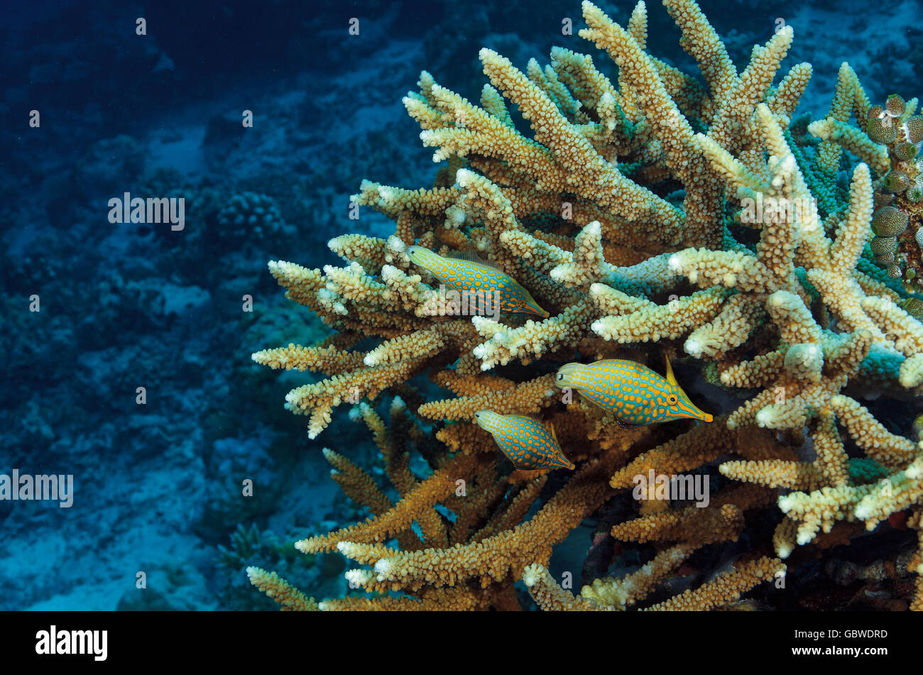 Tre longnose filefish, Oxymonacanthus longirostris, in una Acropora sp. coral, Maldive, Oceano Indiano Foto Stock