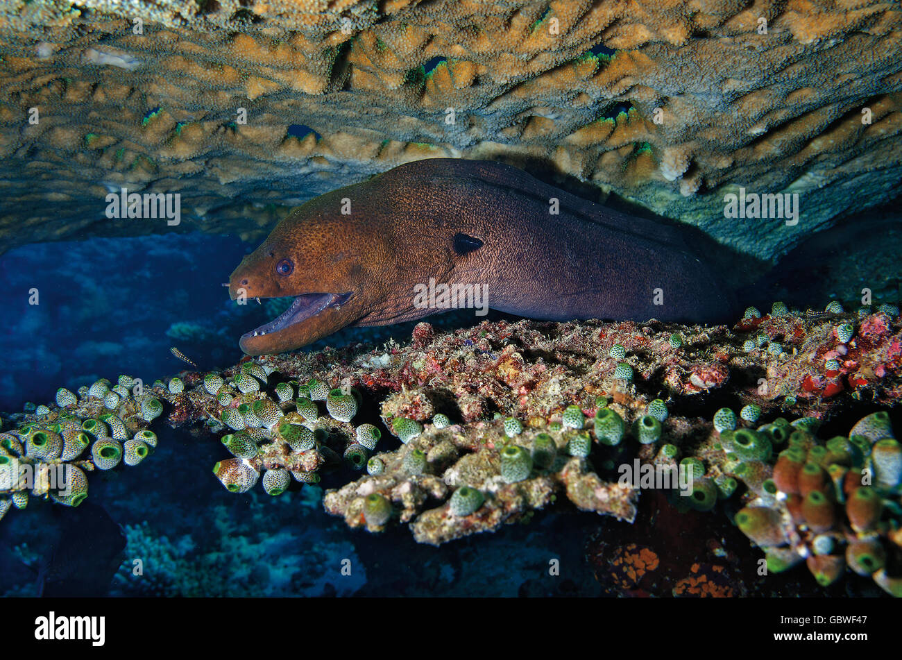 Murena Gigante, Gymnothorax javanicus, tra due tabella coralli delle Maldive, Oceano Indiano Foto Stock