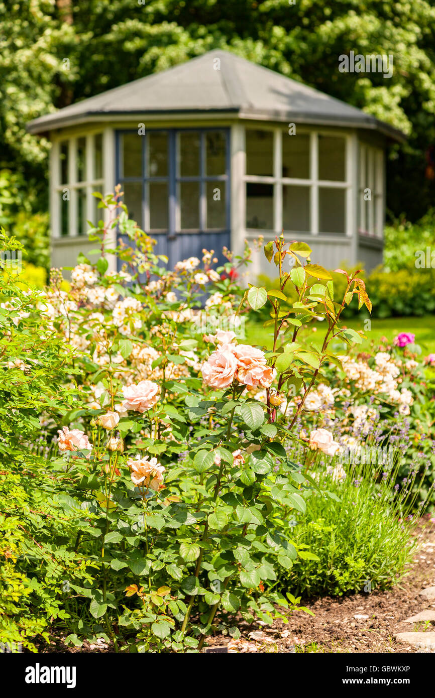 Immagine dell'estate nel giardino delle rose con gazebo. Foto Stock