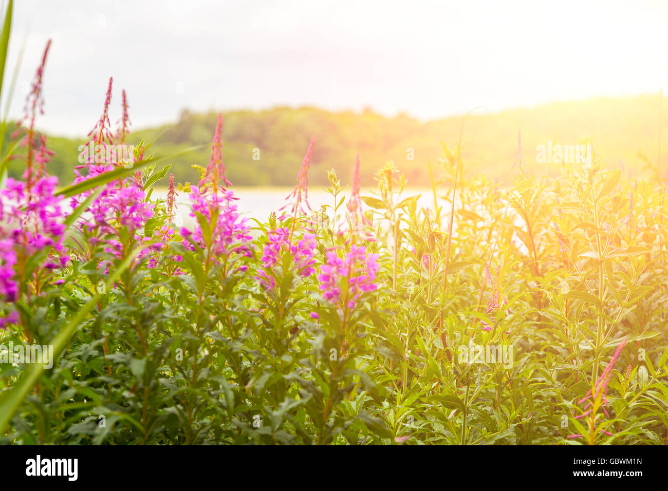 Immagine di un campo di estate i lupini crescente selvatici da un lago. Foto Stock