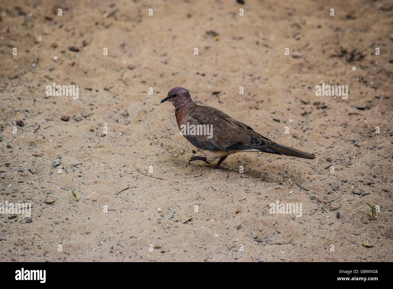 Il canto di un uccello chiamato ridendo Colomba alla ricerca di cibo durante il periodo di siccità. Foto Stock