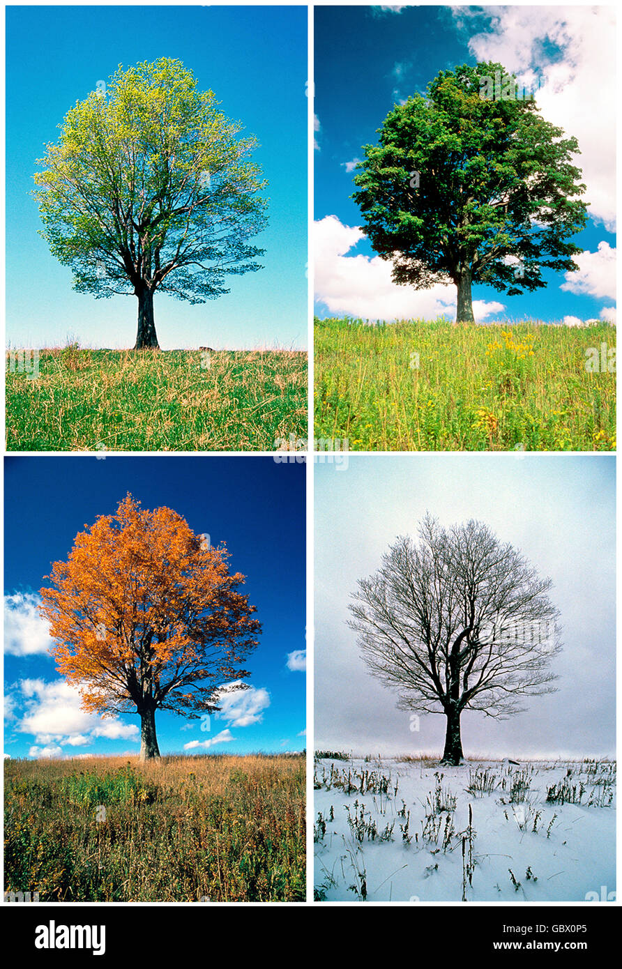 Four seasons tree immagini e fotografie stock ad alta risoluzione - Alamy