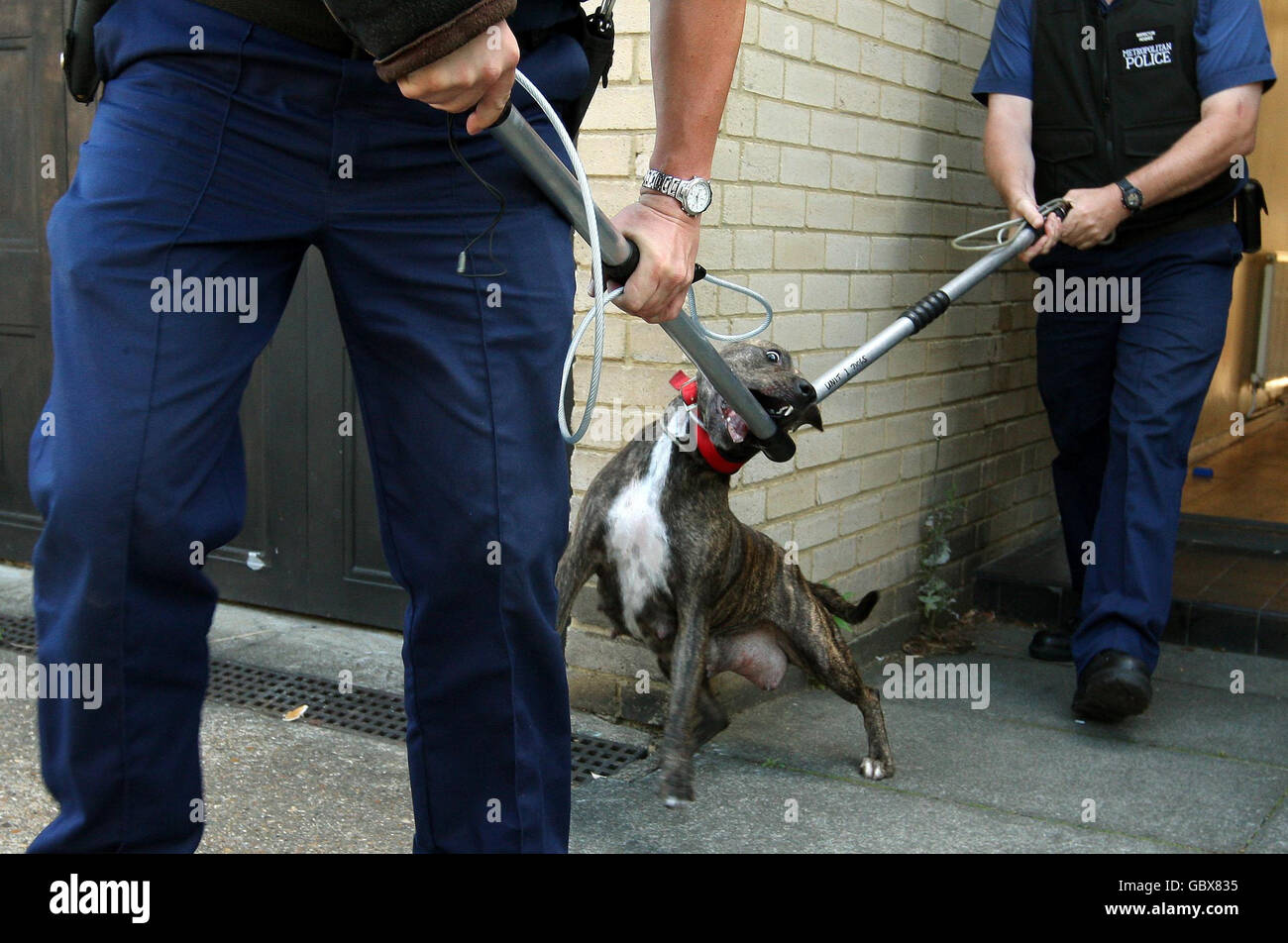 I gestori di cani della Metropolitan Police rimuovono un pitbull durante un raid su un indirizzo a Kennington, a sud di Londra, come parte dell'operazione Navara, colpendo i cani pericolosi. Foto Stock