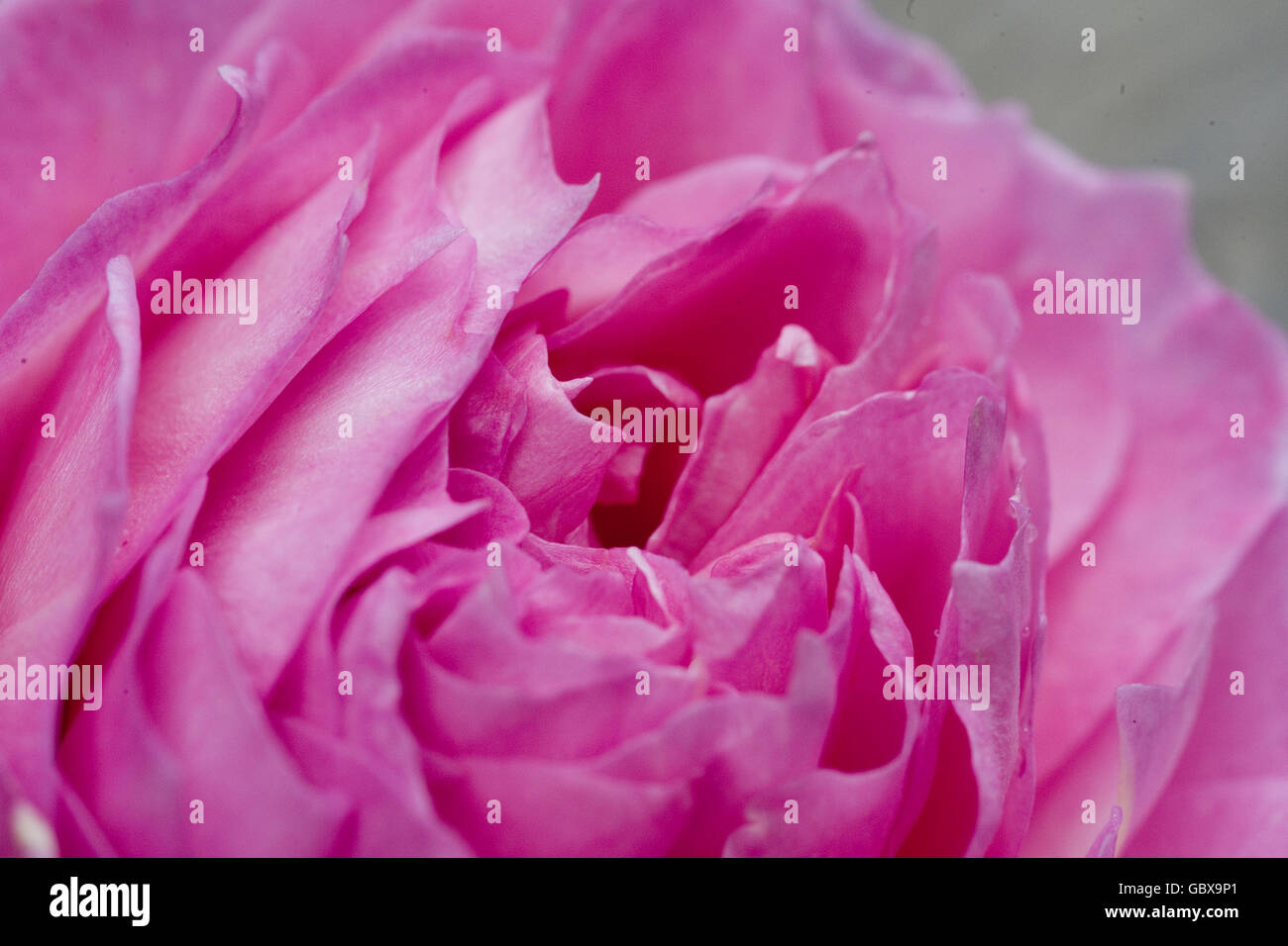 Luminosa rosa rosa close up Foto Stock