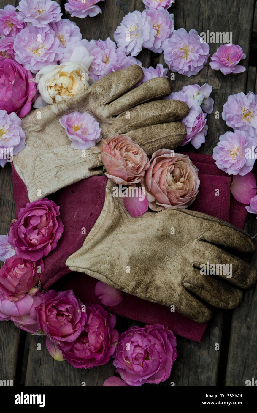 Guanti da giardinaggio e teste di rose Foto Stock
