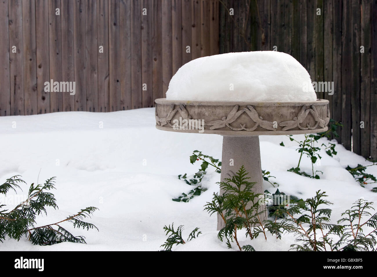 Coperte di neve Bagno uccelli dopo una tempesta di neve Foto Stock