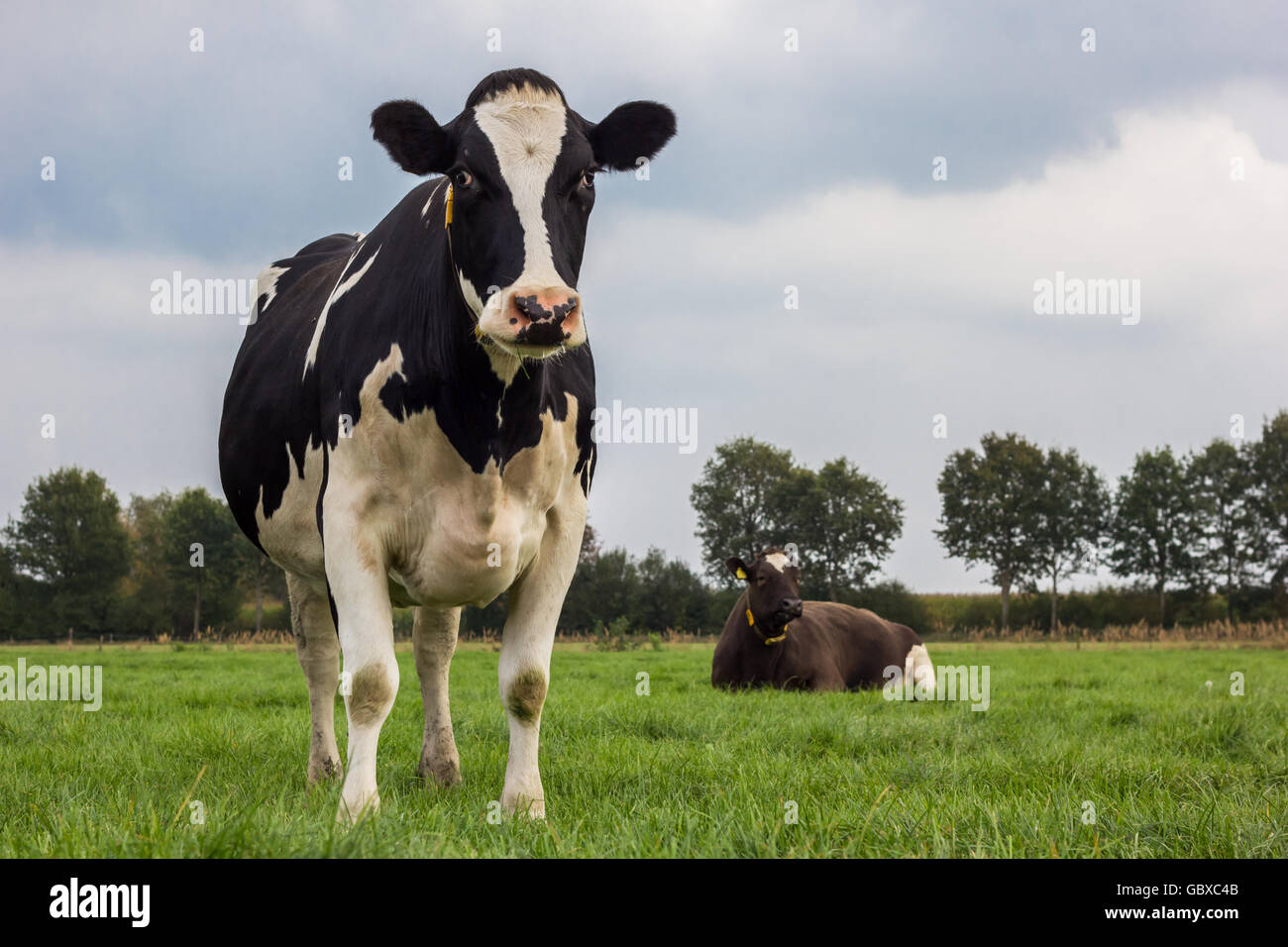 Dutch in bianco e nero mucca in un prato di erba Foto Stock