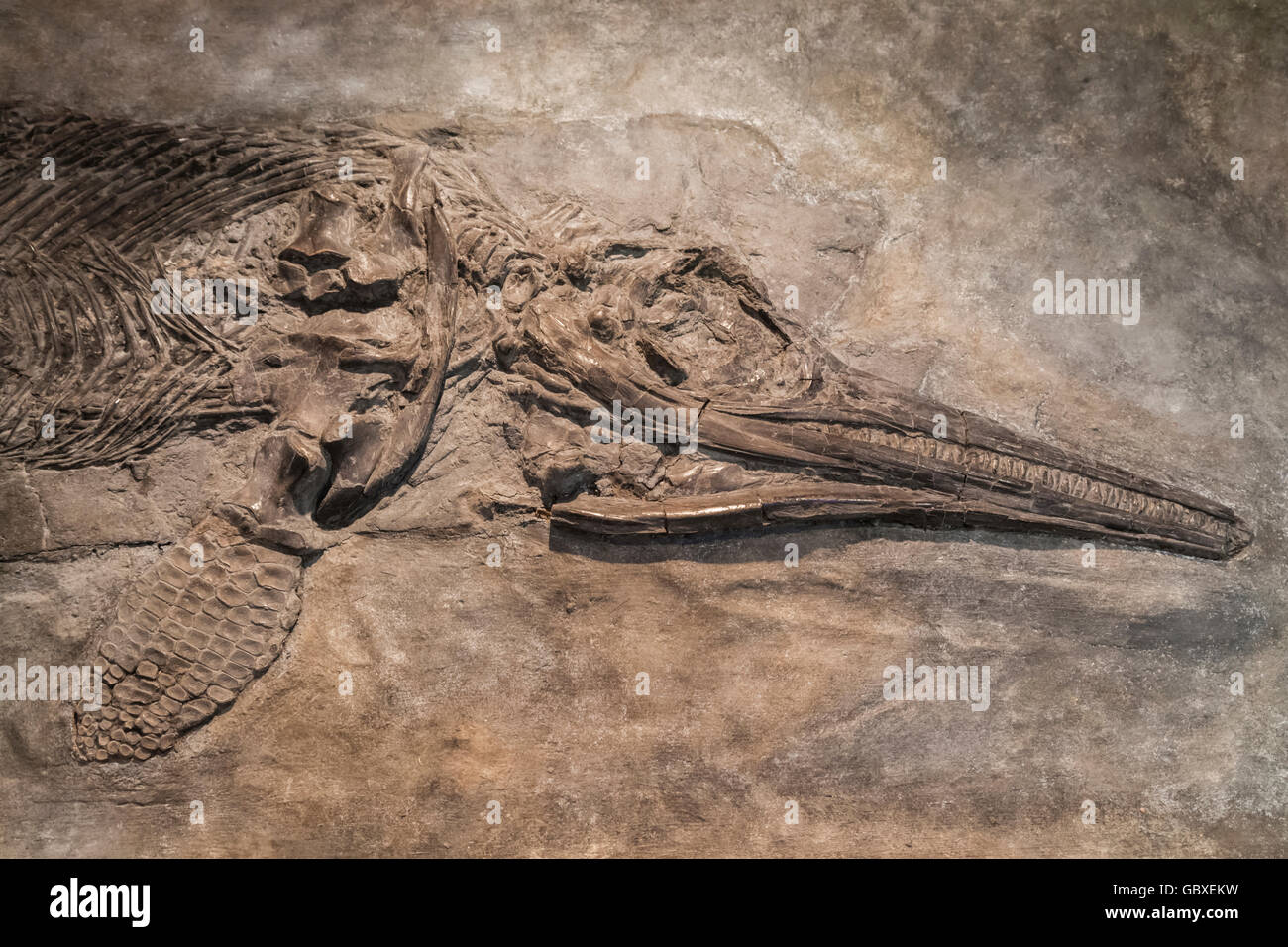 Inghilterra, Cambridgeshire, Cambridge, Sedgwick Museum of Earth Sciences, Display del dinosauro Ichthyosaur Foto Stock