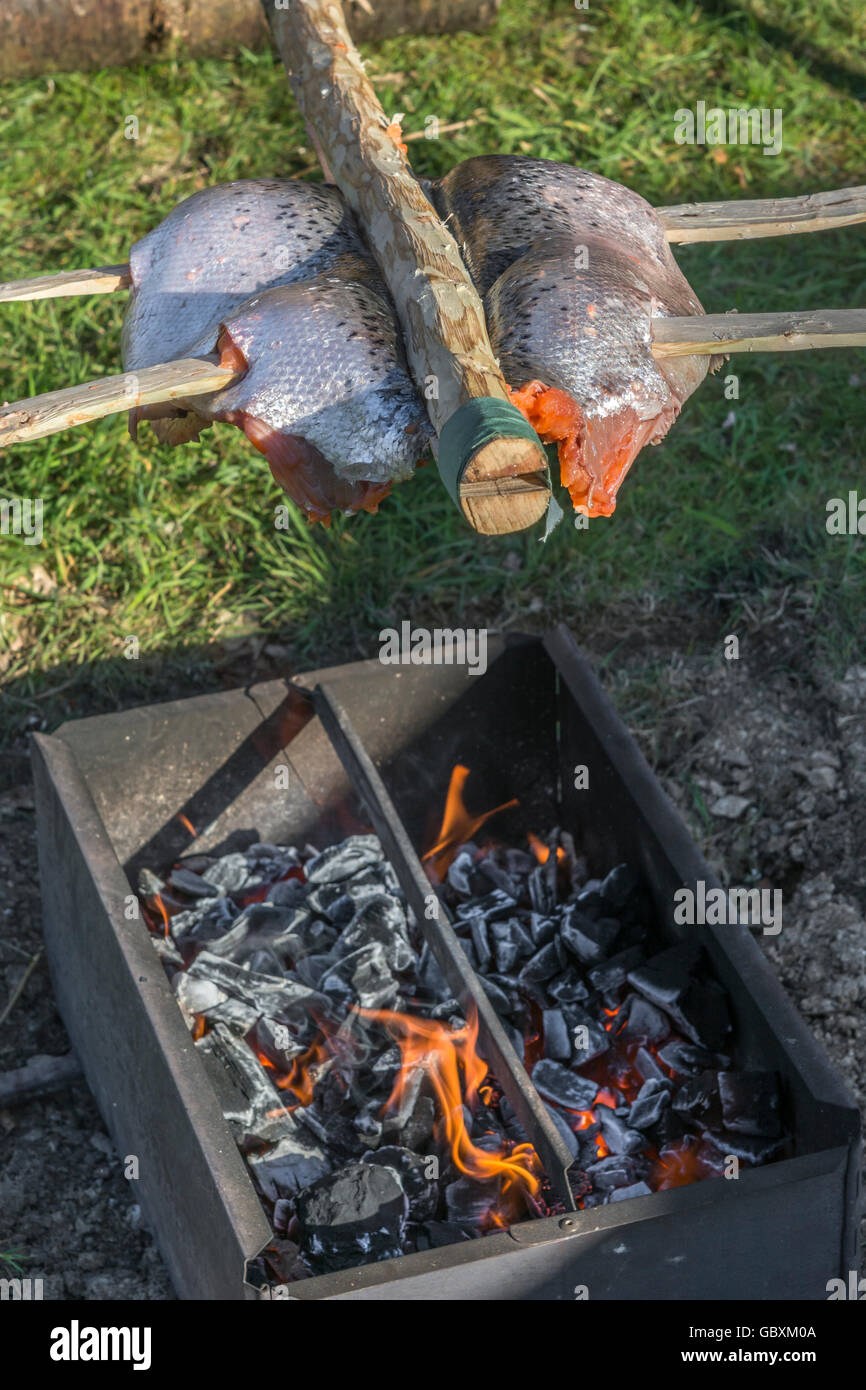 Ponassing un pesce (salmone) come una metafora visiva per la sopravvivenza alimentare e cucina outdoor. Foto Stock