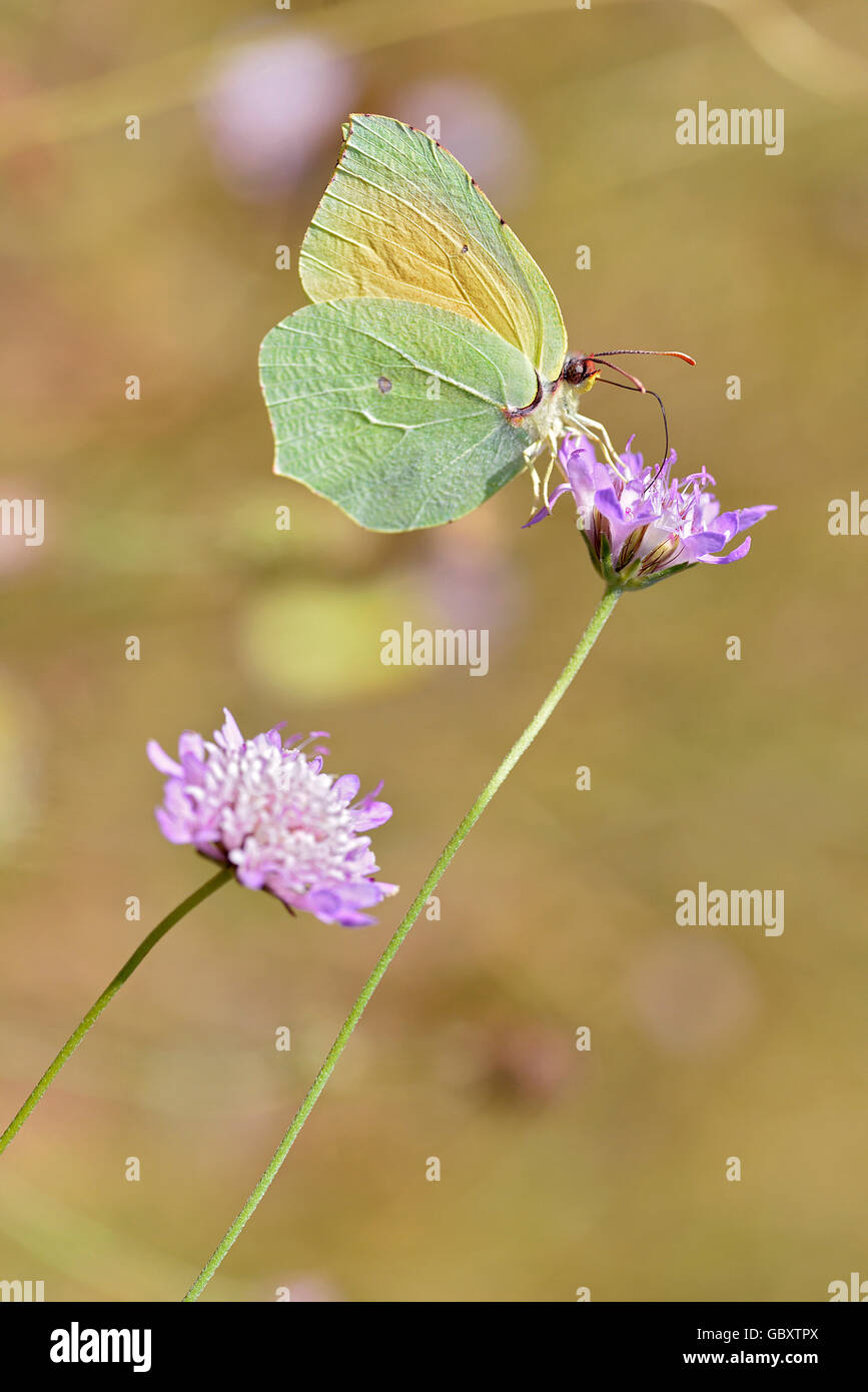 Macro di Cleopatra butterfly (Gonepteryx cleopatra) alimentazione sul fiore viola visto di profilo Foto Stock