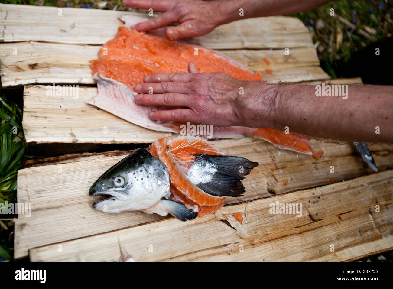 Bushcraft cucinare il salmone Foto Stock