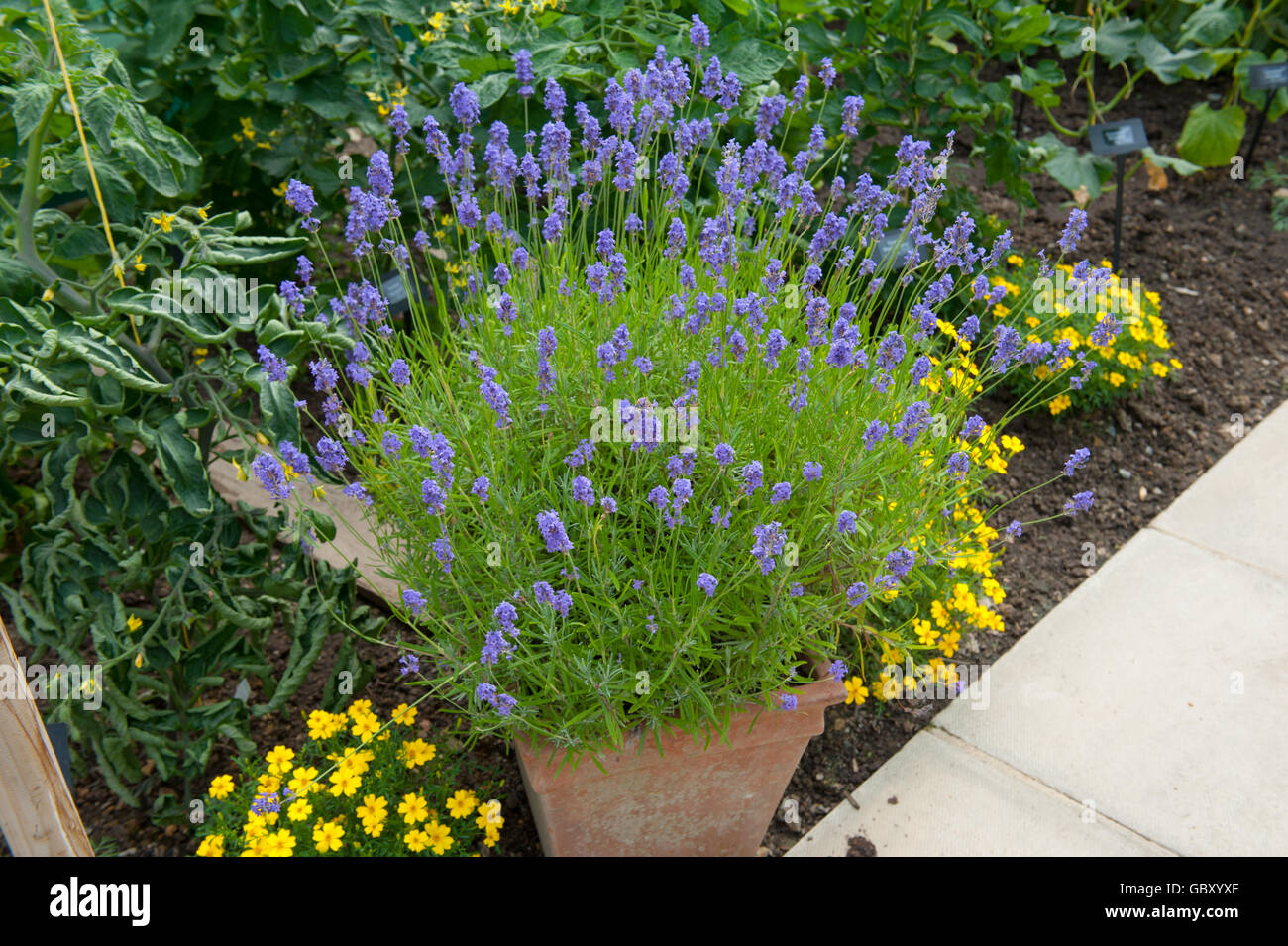 In Terracotta Vaso di fiori piantati con lavanda inglese (Lavandula angustifolia) Foto Stock