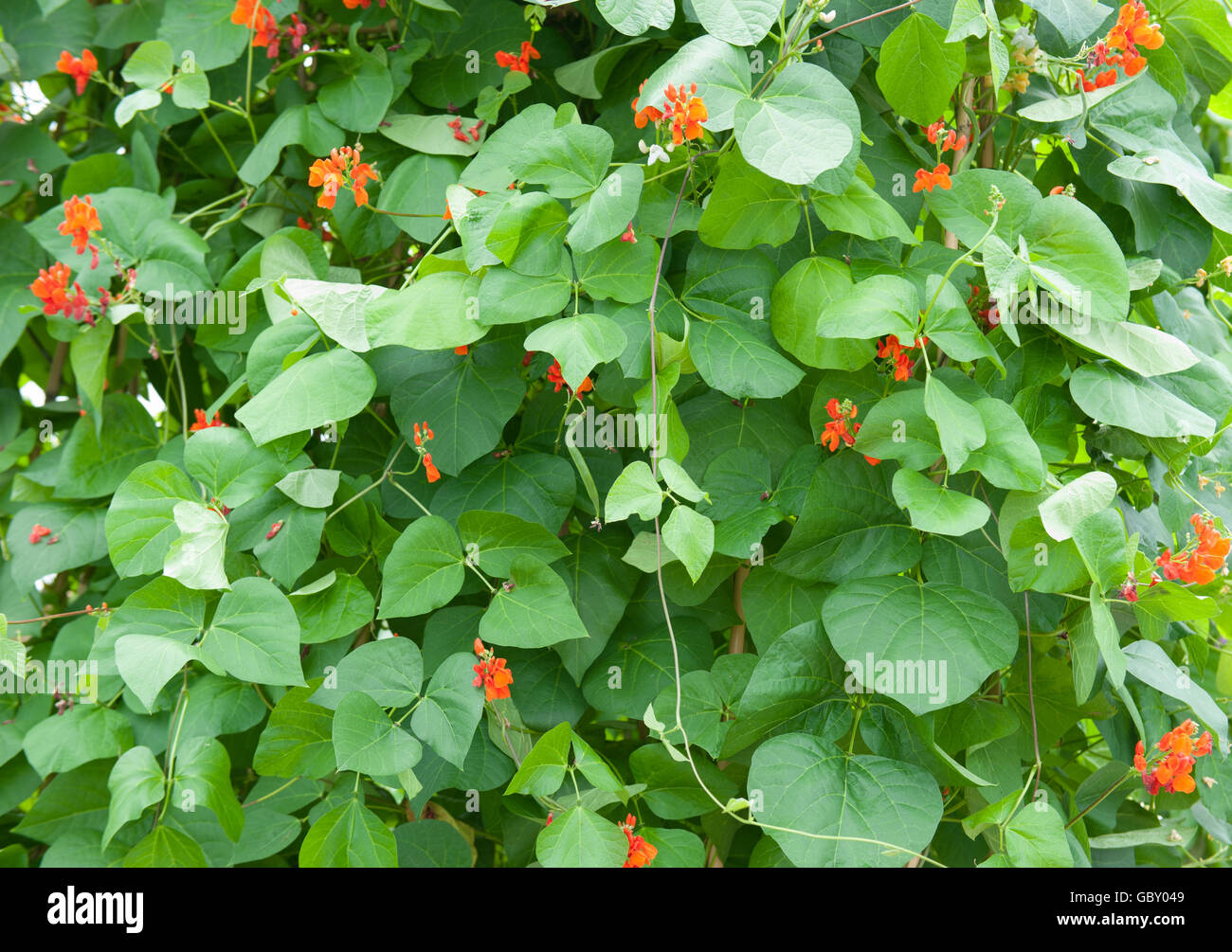 Runner Pianta di Fagioli (Phaseolus coccineus) in un orto nel Devon, Inghilterra, Regno Unito Foto Stock