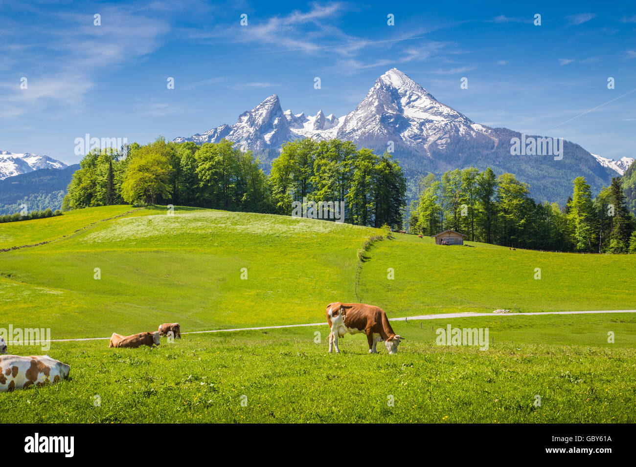 Idillico paesaggio delle Alpi con le mucche al pascolo su freschi verdi pascoli di montagna con cime cime in background Foto Stock