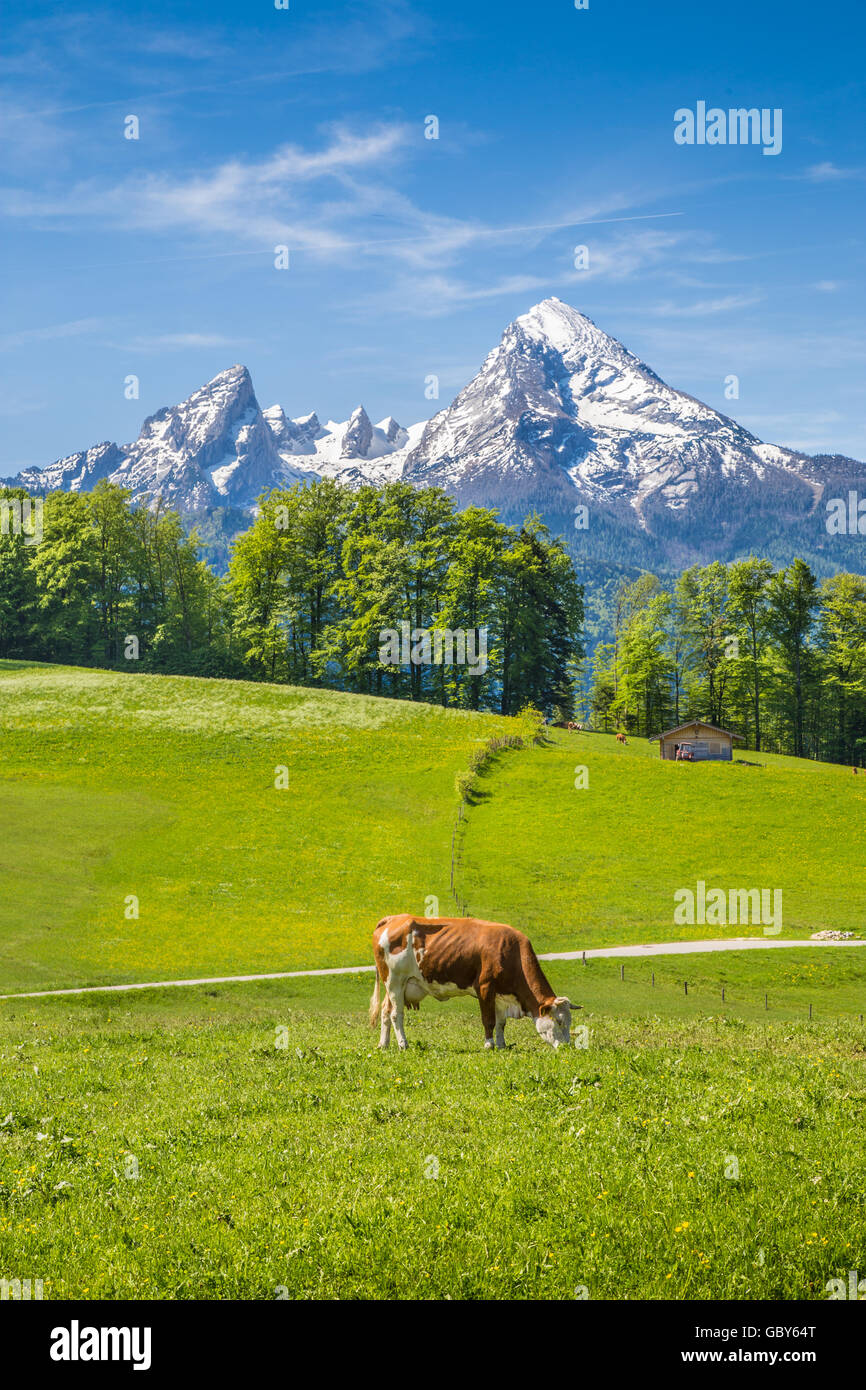 Idillico paesaggio delle Alpi con le mucche al pascolo su freschi verdi pascoli di montagna con cime cime in background Foto Stock