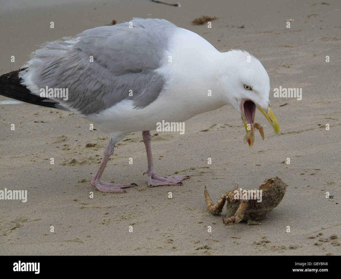 Gabbiano del bambino. Un piccolo gabbiano mangia un granchio sulla spiaggia di Studland, Poole. Foto Stock