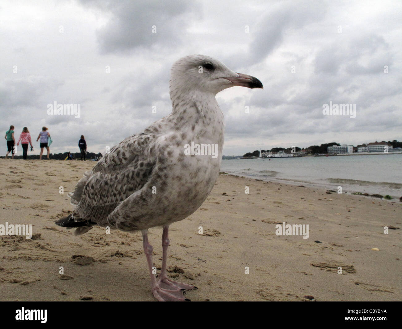 Gabbiano del bambino. Un piccolo gabbiano sulla spiaggia di Studland, Poole. Foto Stock