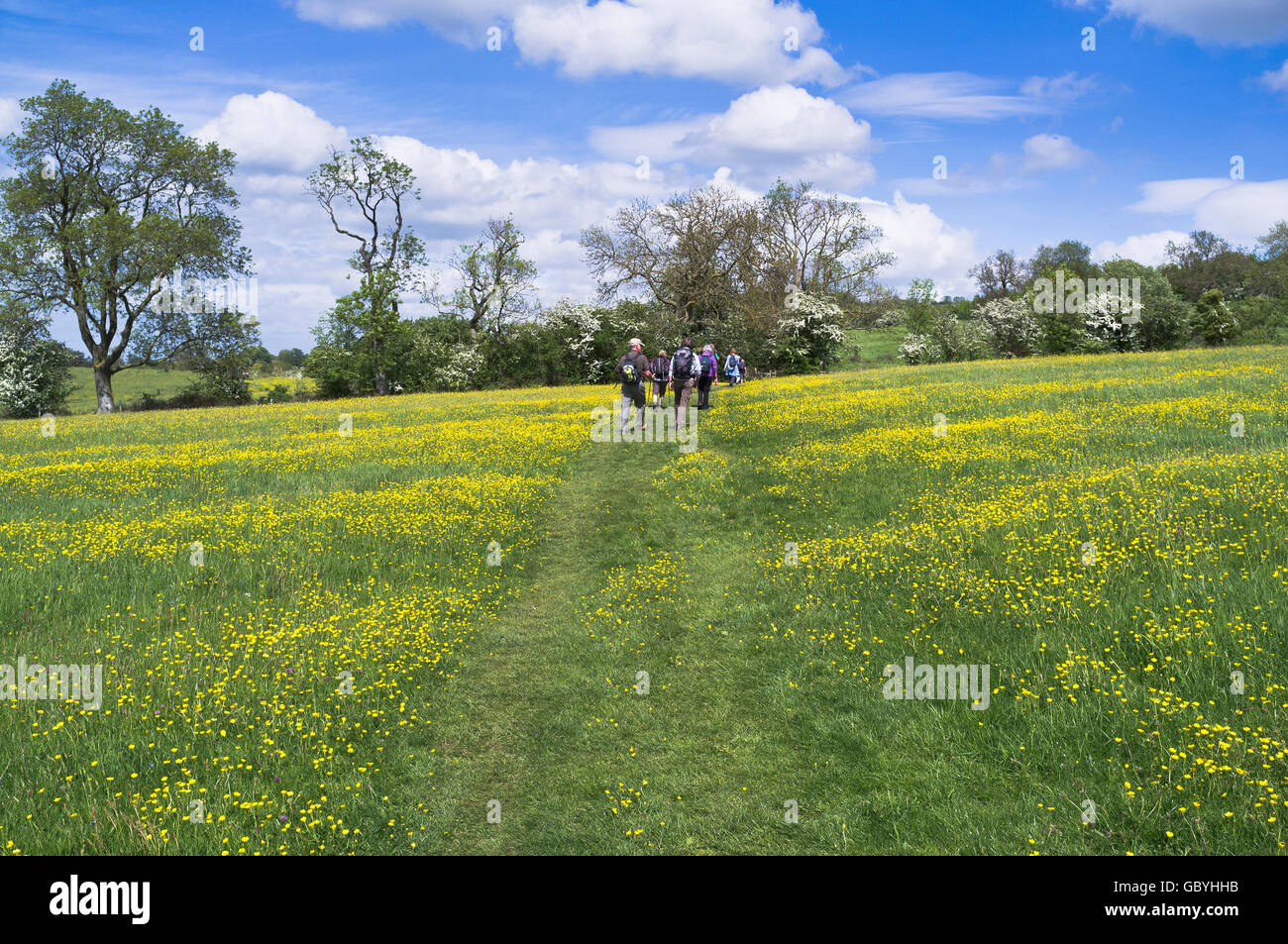dh Cotswold Way COTSWOLDS GLOUCESTERSHIRE Winchcombe Walking festival gruppo rambler escursionismo buttercup campo sentiero inglese campagna inghilterra Foto Stock