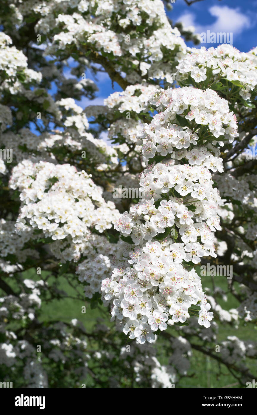 Dh BIANCOSPINO UK Crataegus monogyna fiore bianco fiore di siepe di fioritura Foto Stock