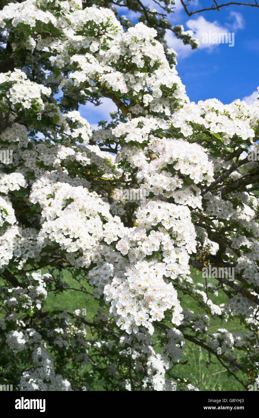 dh Crataegus monogyna HAWTHORN UK ENGLAND fioritura dei fiori bianchi siepe albero Foto Stock