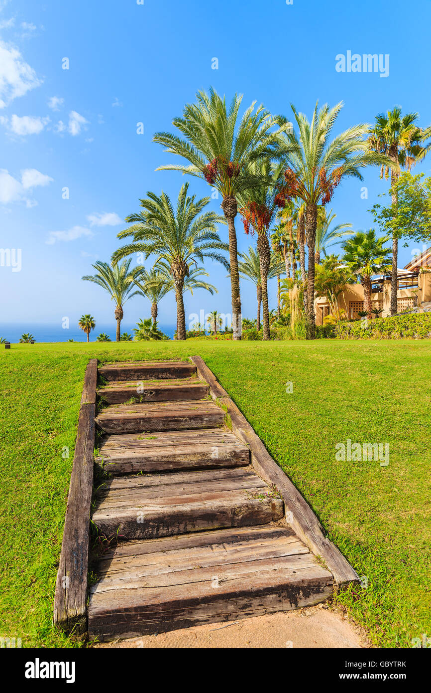 Le palme nel giardino tropicale sull'isola di Tenerife, Spagna Foto Stock