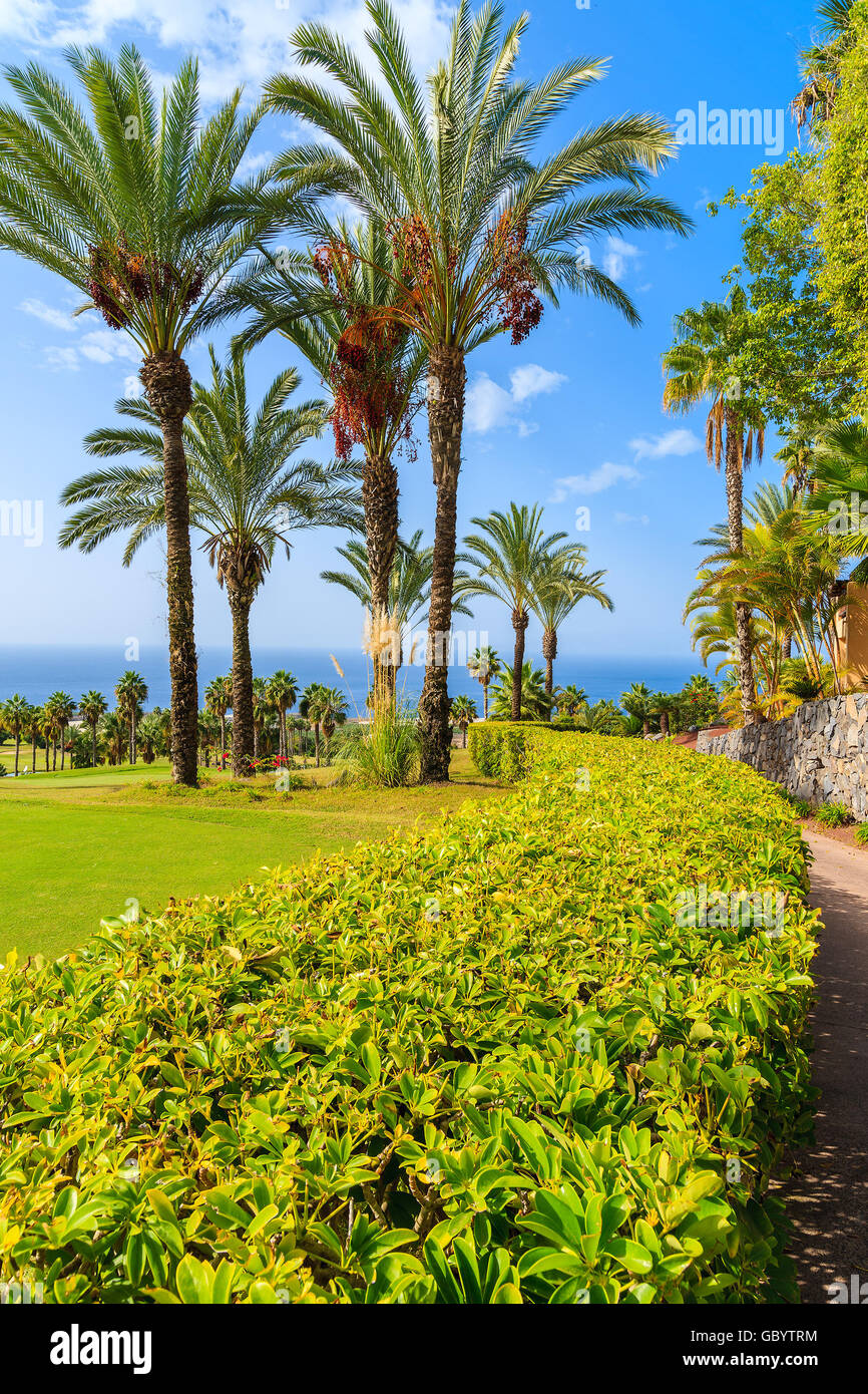 Le palme nel giardino tropicale sull'isola di Tenerife, Spagna Foto Stock