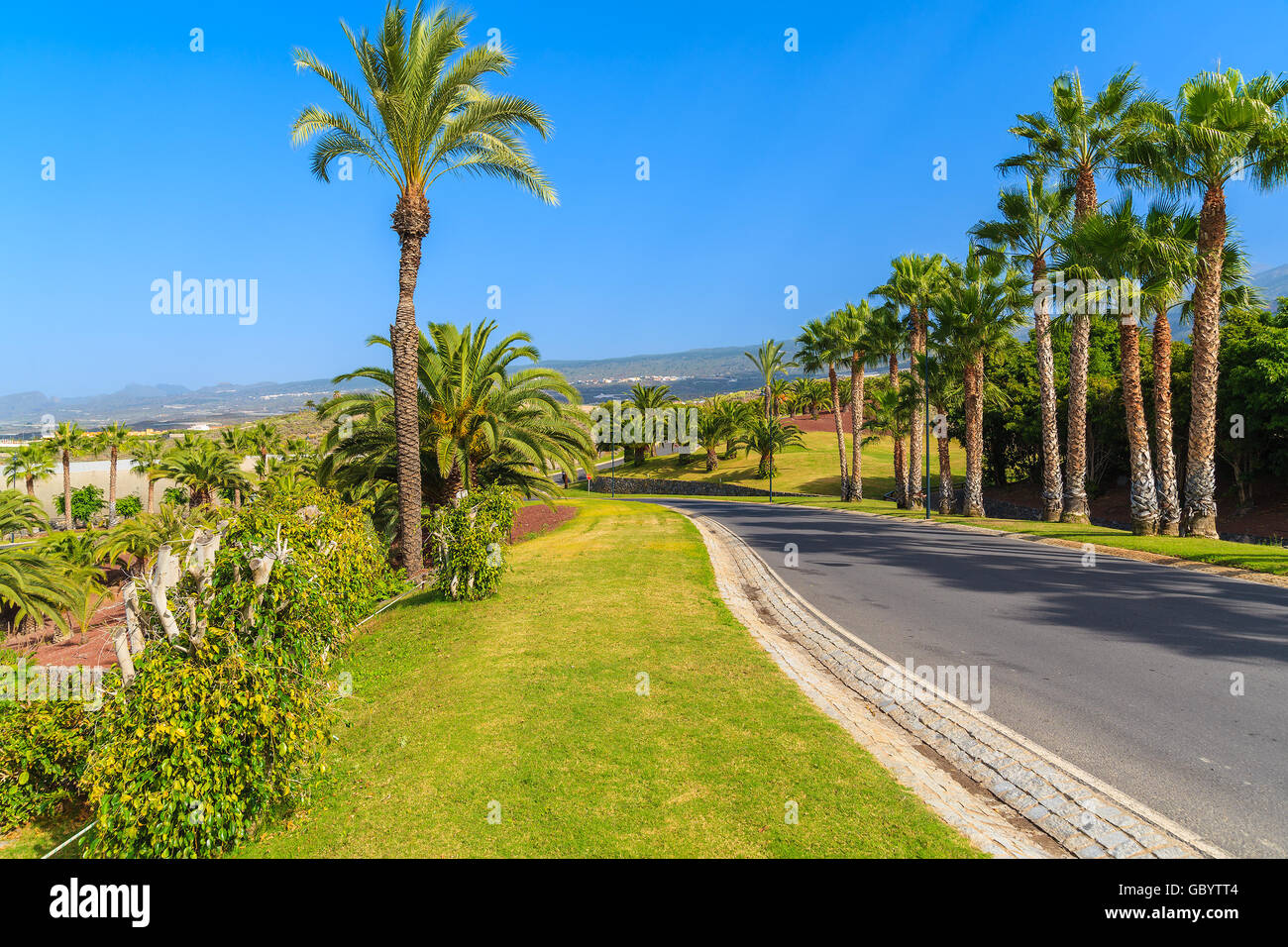 Strada con alberi di palma nel paesaggio tropicale dell'isola di Tenerife, Spagna Foto Stock