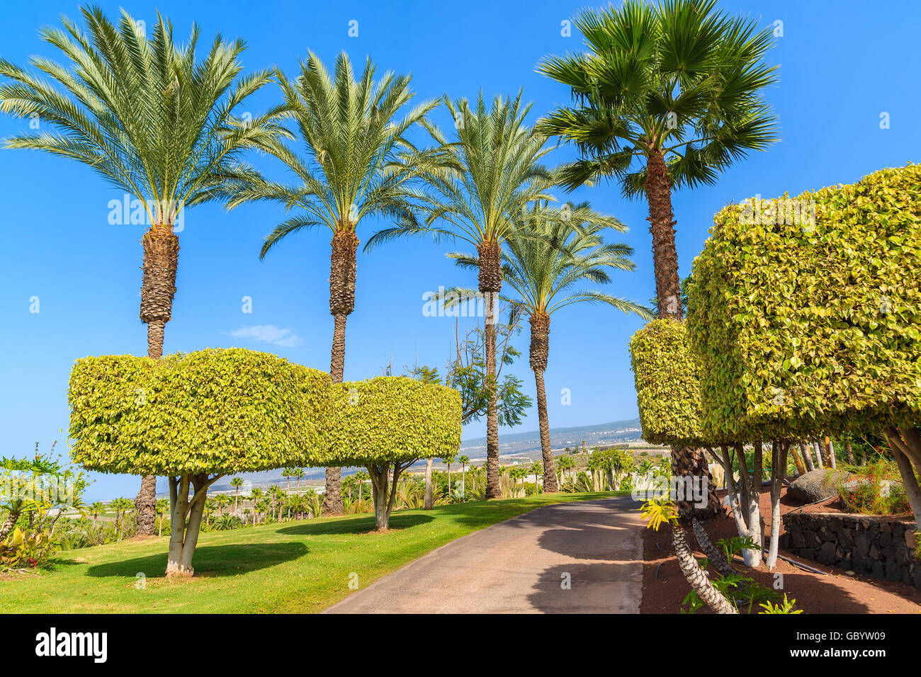 Un vicolo nel giardino tropicale con palme, Tenerife, Isole Canarie, Spagna Foto Stock