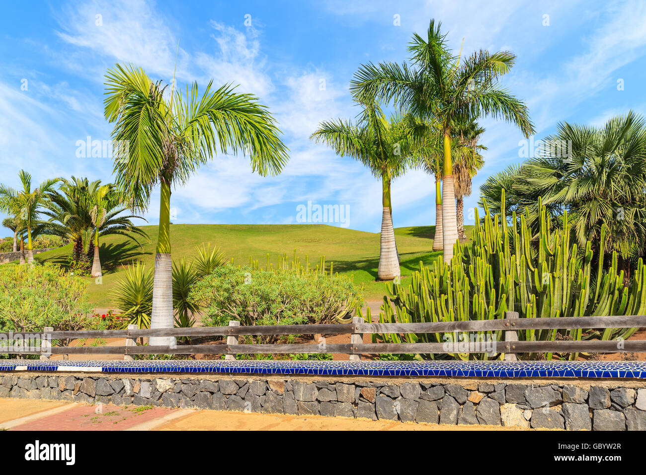 Alberi di palma tropicali lungo una strada panoramica vicino oceano nel nord di Tenerife, Isole Canarie, Spagna Foto Stock