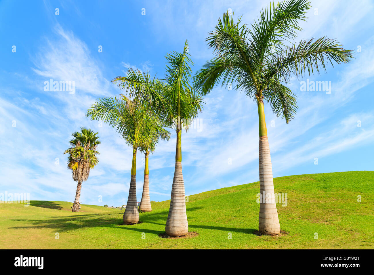 Alberi di palma tropicali sul campo verde nel nord di Tenerife, Isole Canarie, Spagna Foto Stock