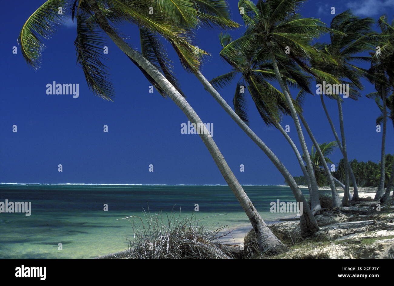 Una spiaggia presso il villaggio di Punta Cana nella Repubblica Dominicana nel Mar dei Caraibi in America Latina. Foto Stock