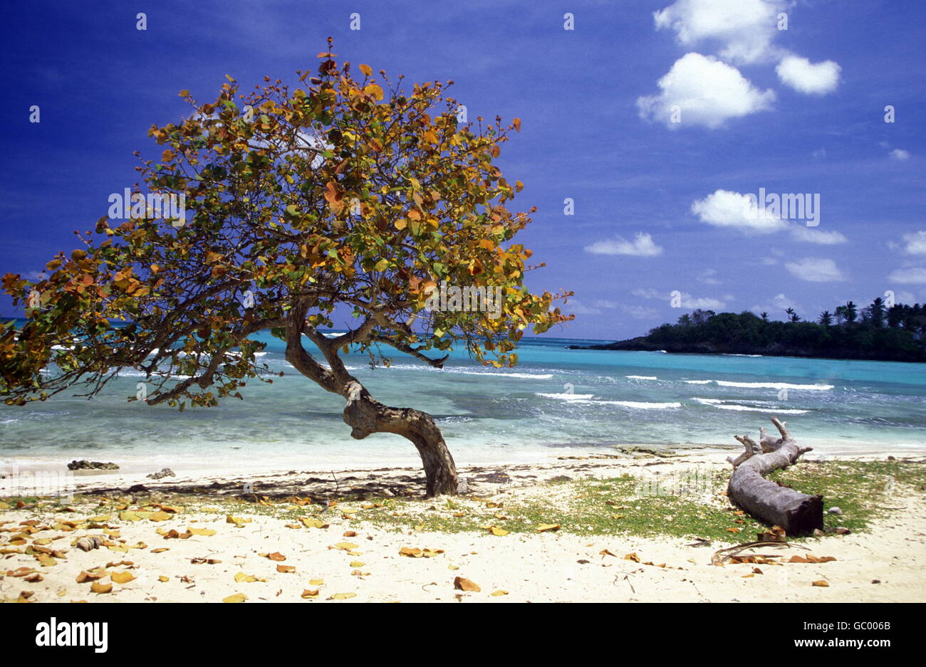 Una spiaggia presso il villaggio di Las Terrenas su Samanaon nella Repubblica Dominicana nel Mar dei Caraibi in America Latina. Foto Stock