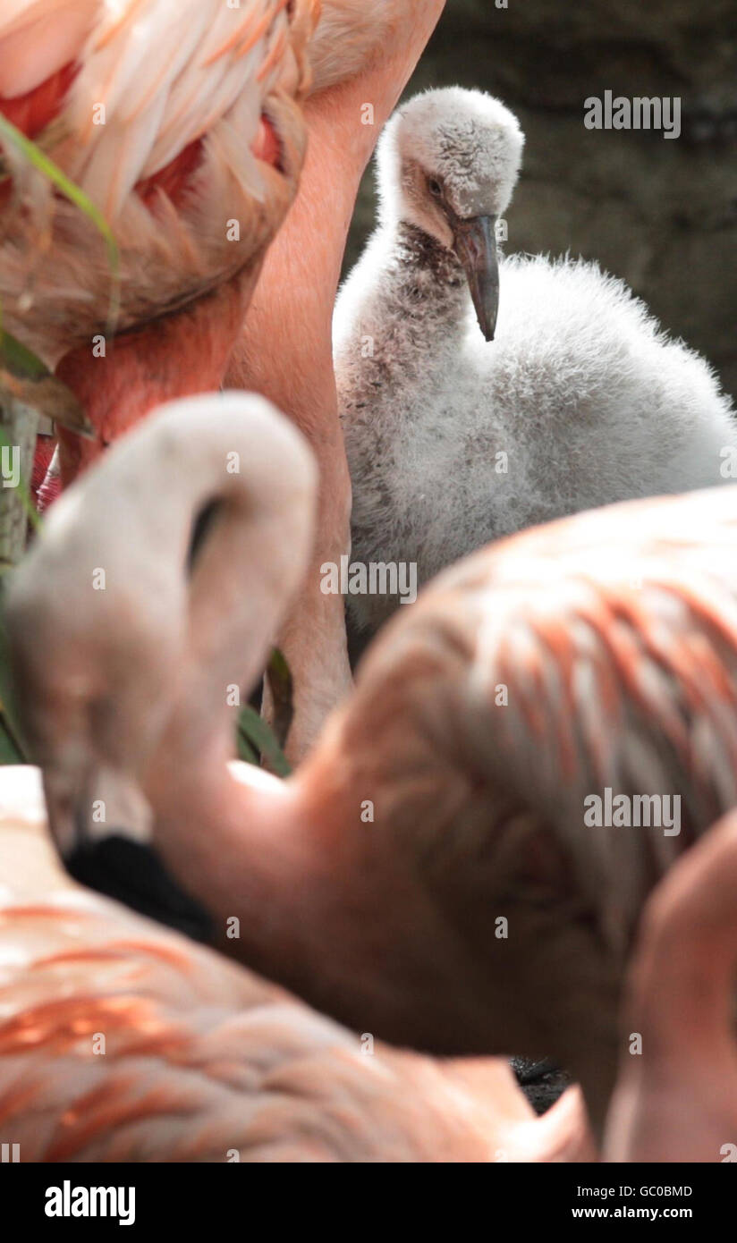 Un nuovo pulcino di fenicottero cileno allo Zoo di Edimburgo. I custodi si aspettano un numero record di pulcini di fenicottero dopo una stagione di allevamento di successo. Foto Stock