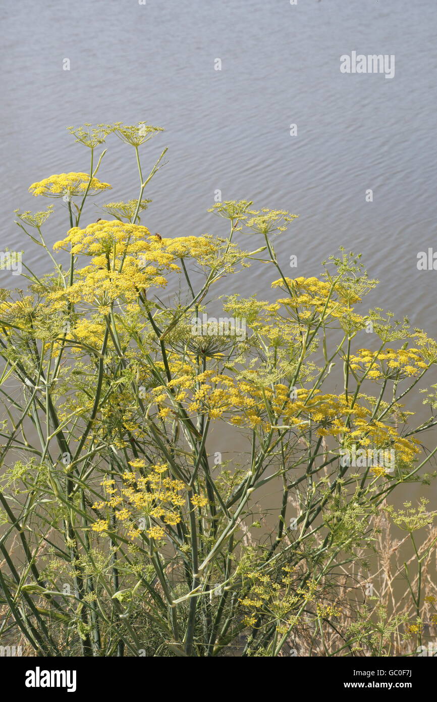 Finocchio (Foeniculum vulgare), California Foto Stock