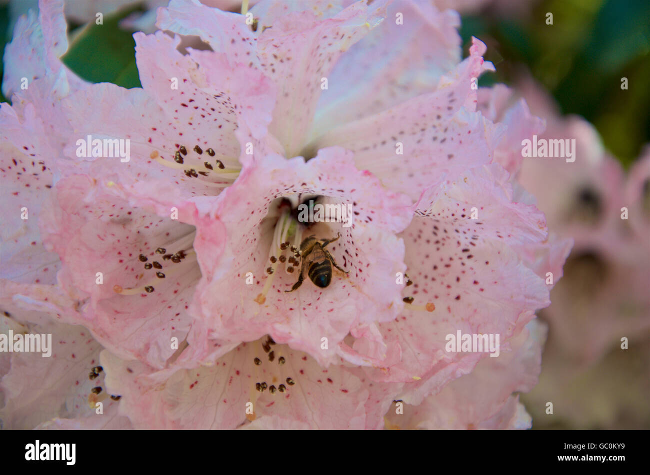 Fiori delicati di rododendro aboreum x campanulatum con bee Foto Stock